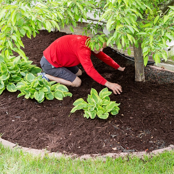 mulch installation mulch should typically be replaced annually to maintain its effectiveness in weed suppression and moisture retention